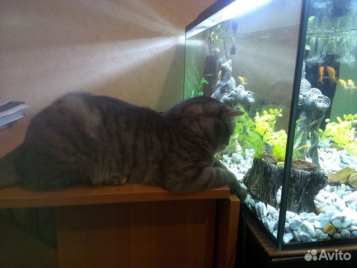 Аквариум с тумбой
