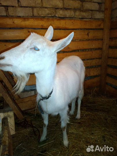 Зааненская дойная коза