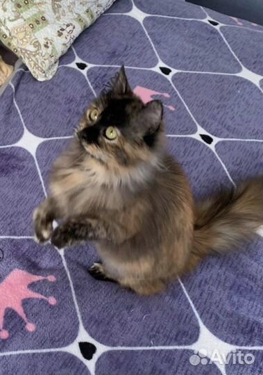 Отдаю подростка кошечку Соню в дар