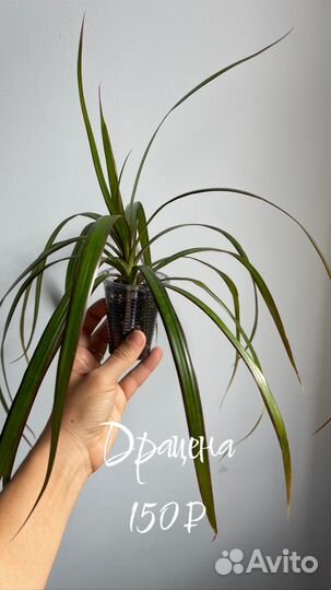 Филодендрон миканс, драцена, сингониум арроу