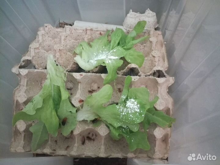 Туркменский таракан(премиум класс)