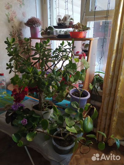 Толстянка и герань