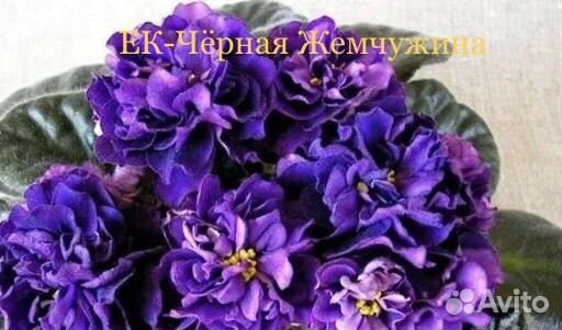 Список деток