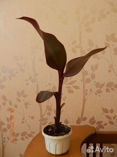 Цветок канна за 1 клубень