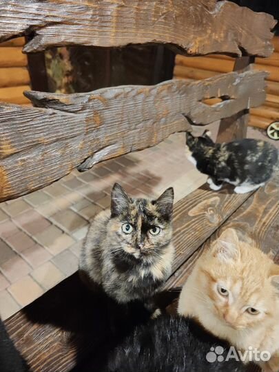 Котята в добрые руки бесплатно