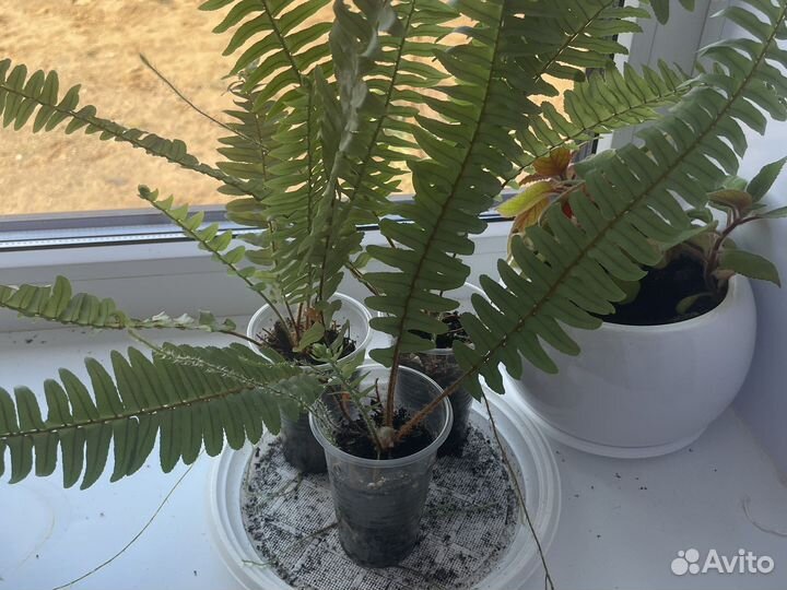 Папоротник (детки)