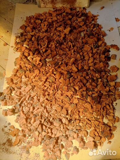 Березовый гриб чага