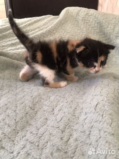 Кошка в дар