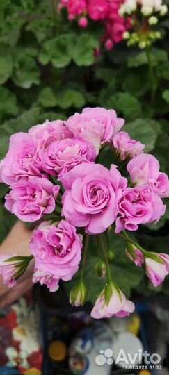 Пеларгонии сортовые