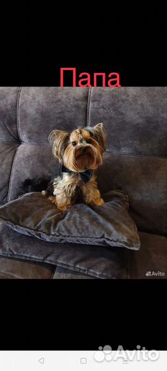 Йоркширский терьер