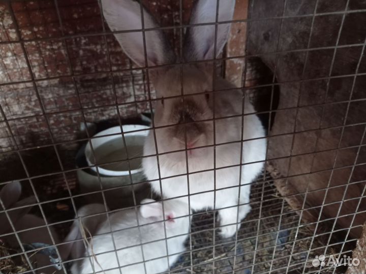 Кролята Калифорния