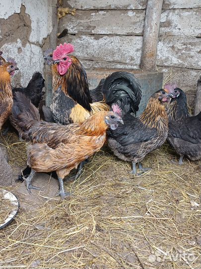 Инкубационное яйцо породных кур Лакендайзи