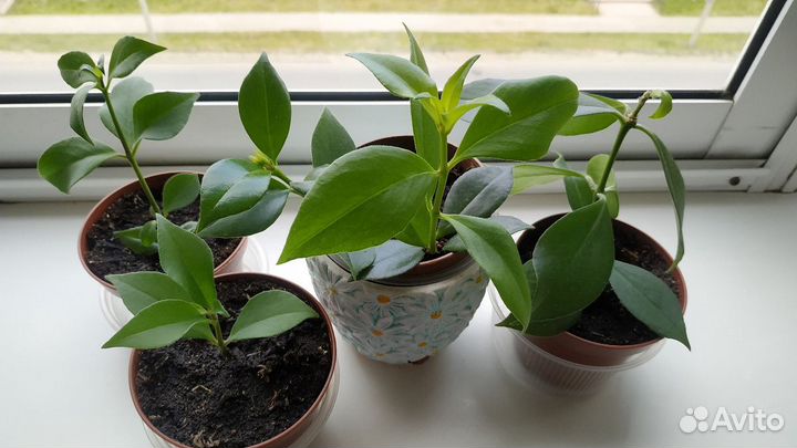 Эсхинантус