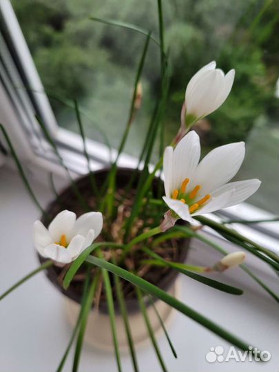 Комнатные цветы