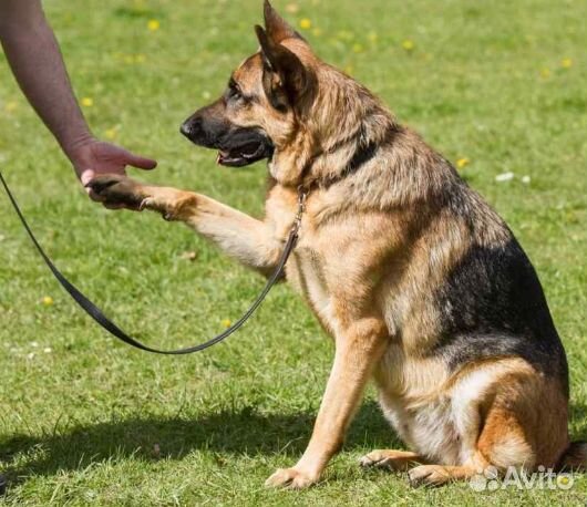 Охранник-кинолог