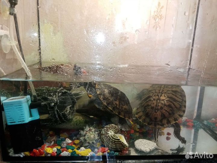 Красноухая черепаха