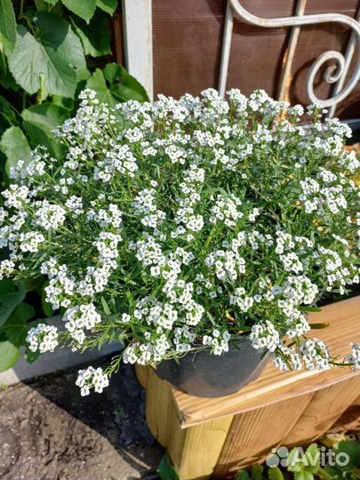 Вегетативные растения