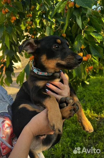 Чита 4 мес 25 см в холке