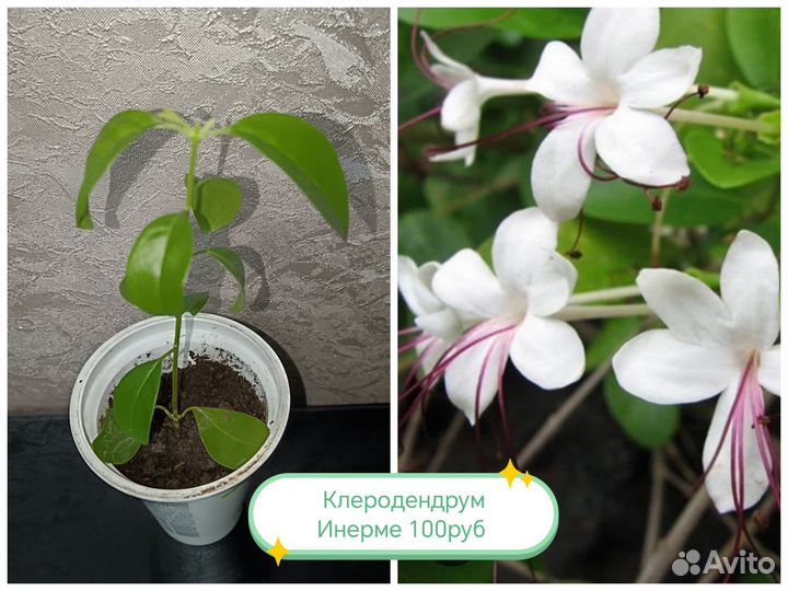 Комнатные цветы