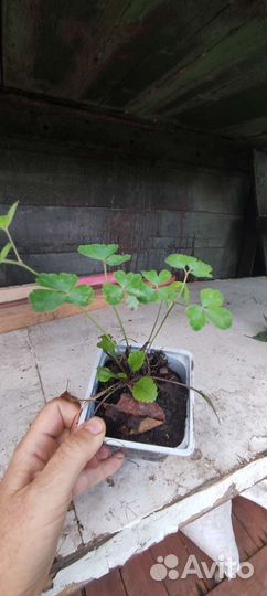 Аквилегия укорененная п9