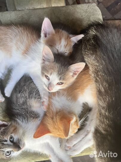 Котята в добрые руки бесплатно