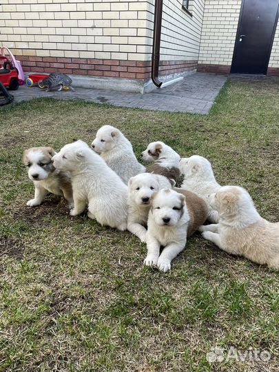 Щенки сао алабай