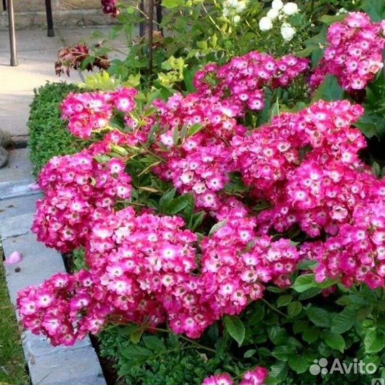 Паровые розы