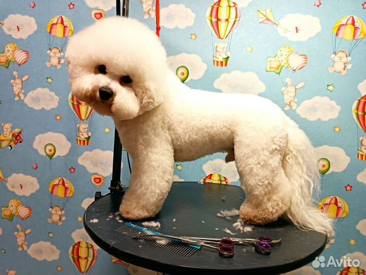 Грумер. Стрижка собак и кошек