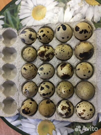 Перепелиное яйцо