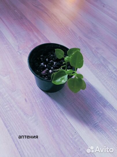 Комнатные растения