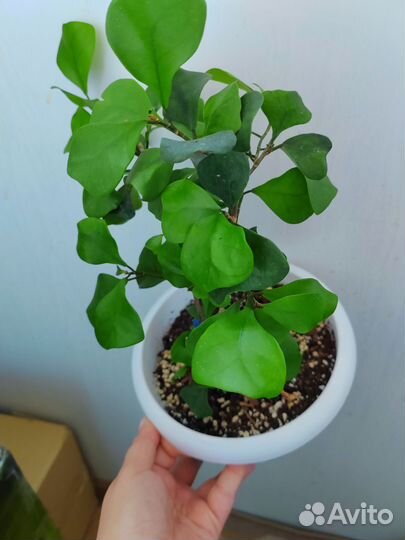 Фикус грим дрим