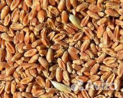 Продам пшеницу урожай 2024