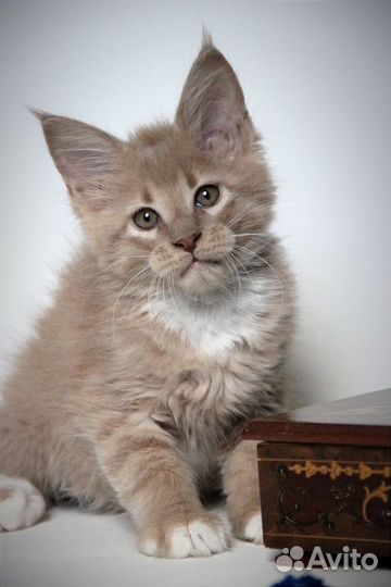 Малыши мейн-кун