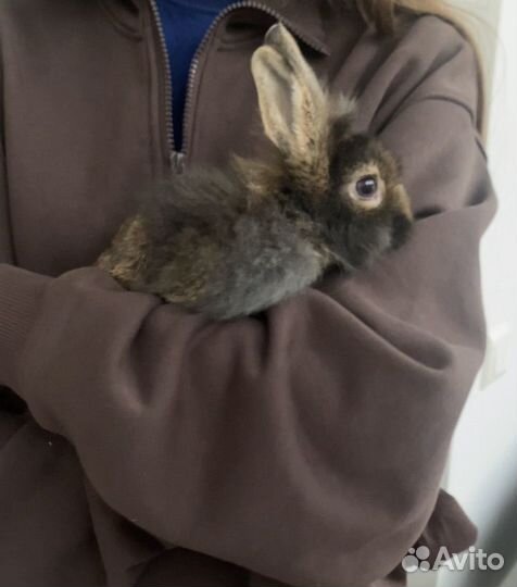 Карликовый кролик