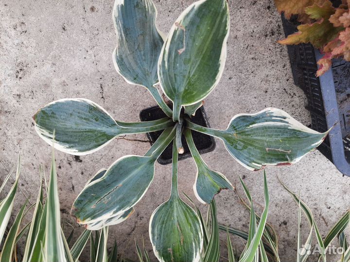 Продам многолетки,хосты