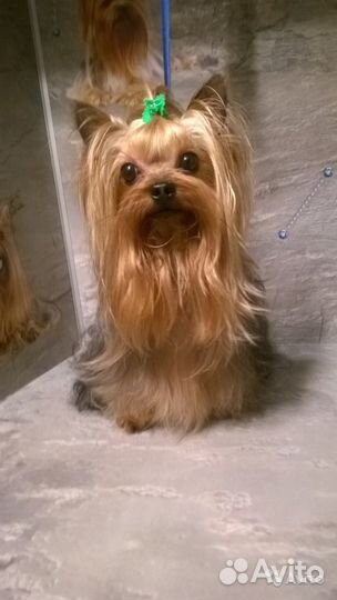 Йоркширский терьер. Красавчик. Вязка