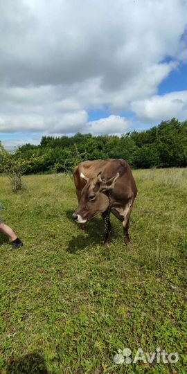 Молоко, творог, сметана, сыры