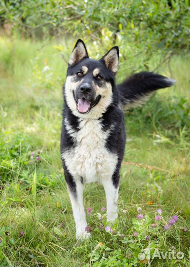Овчарка, метис в добрые руки