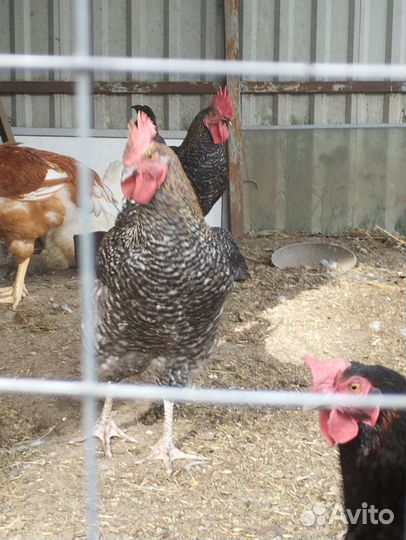 Молодые петухи