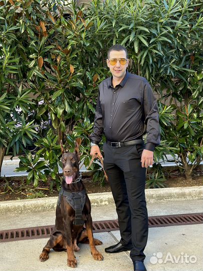 Доберман для фотосессии