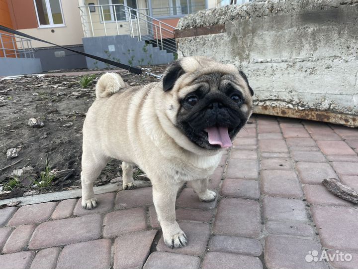 Мопс вязка мальчик