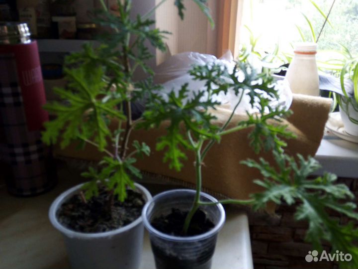 Пеларгония (герань душистая)