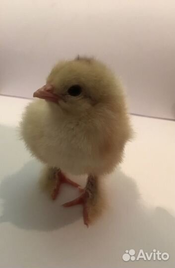 Цыплята Брама суточные, недельные, 2 недели