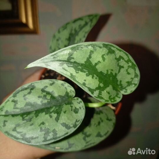 Сциндапсусы сортовые