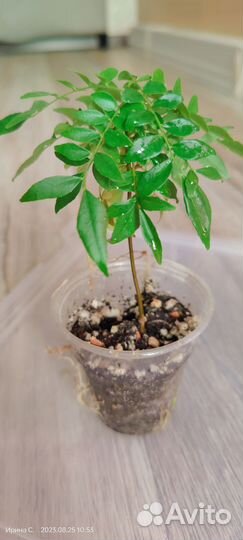 Муррайя черноплодная Кёнига