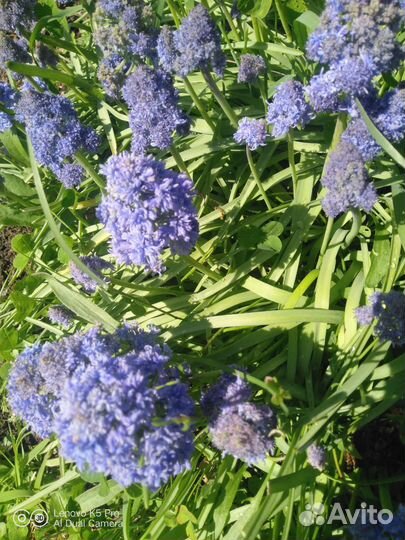 Мускари махровые многолетние