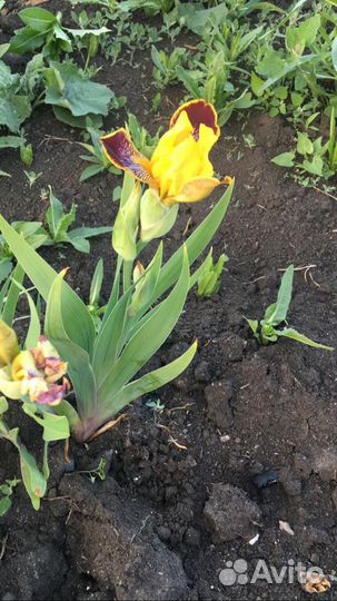 Ирисы саженцы