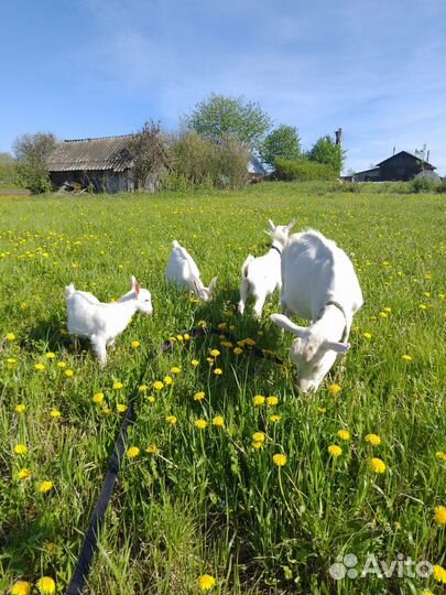 Продам козлят