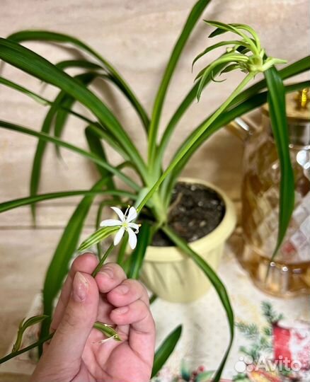 Хлорофитум