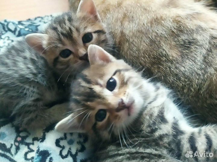 Котята в добрые руки. Девочки Хорошки